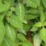 Profile picture of The Best Salvia