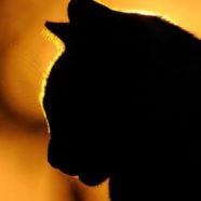 Profile picture of Meeow