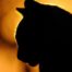 Profile picture of Meeow